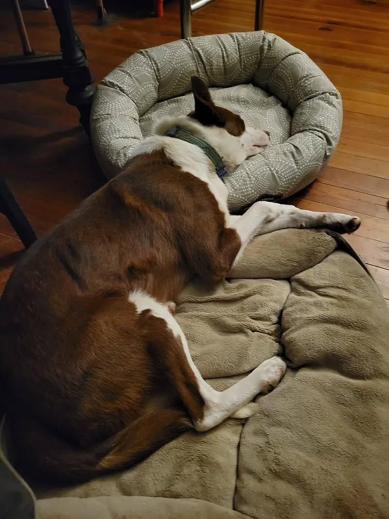 Enlarge RANGER, a Adopted Border Collie in Spring Hope, NC image 3/5