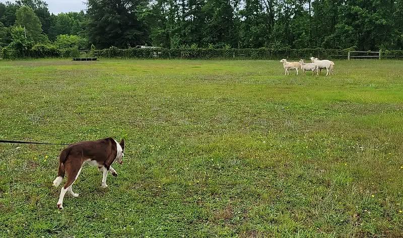 Enlarge RANGER, a Adopted Border Collie in Spring Hope, NC image 5/5