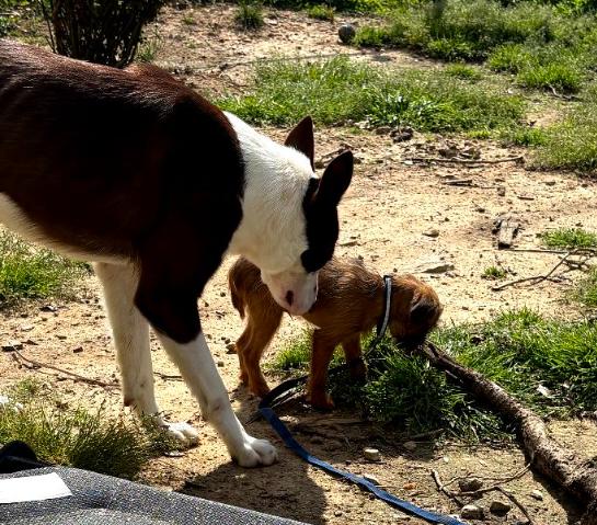 Enlarge RANGER, a Adopted Border Collie in Spring Hope, NC image 2/5