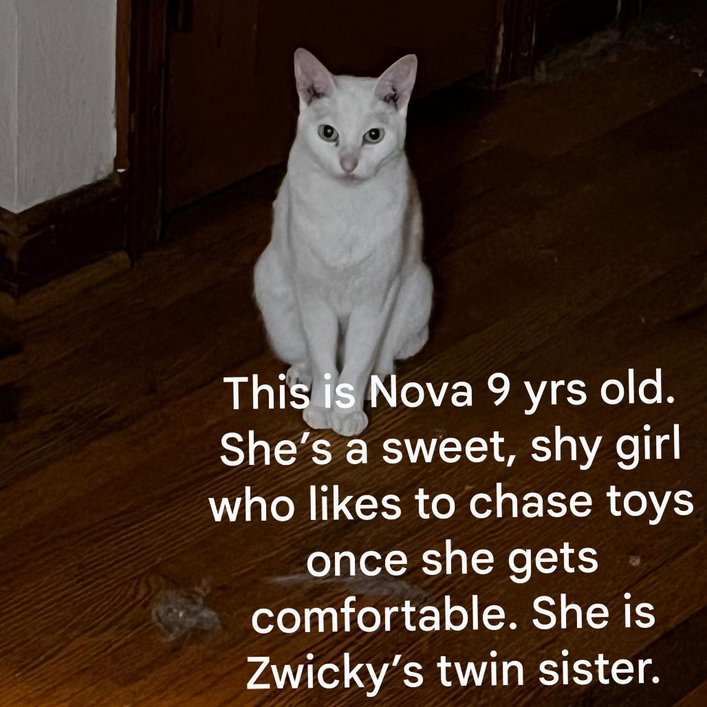 Nova, a Adoptable Domestic Short Hair in Toms Brook, VA image 2/3