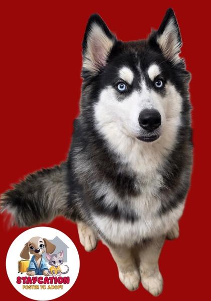 Kratos, Adoptable, Adult Male Siberian Husky & Alaskan Malamute.