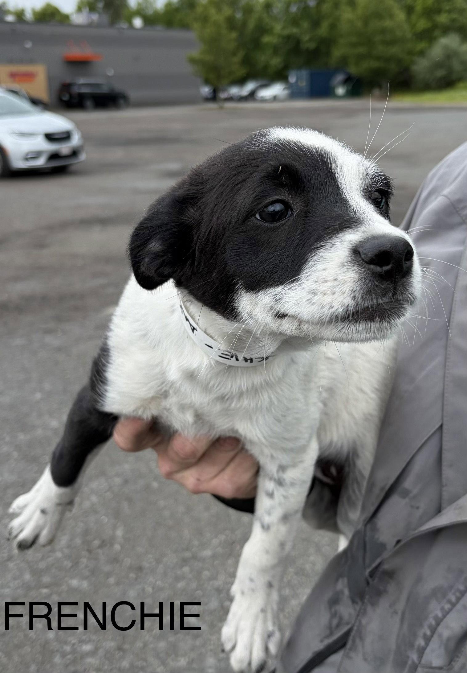 Frenchie MGO in RI, Adoptable, Puppy Female Jack Russell Terrier & Rat Terrier.