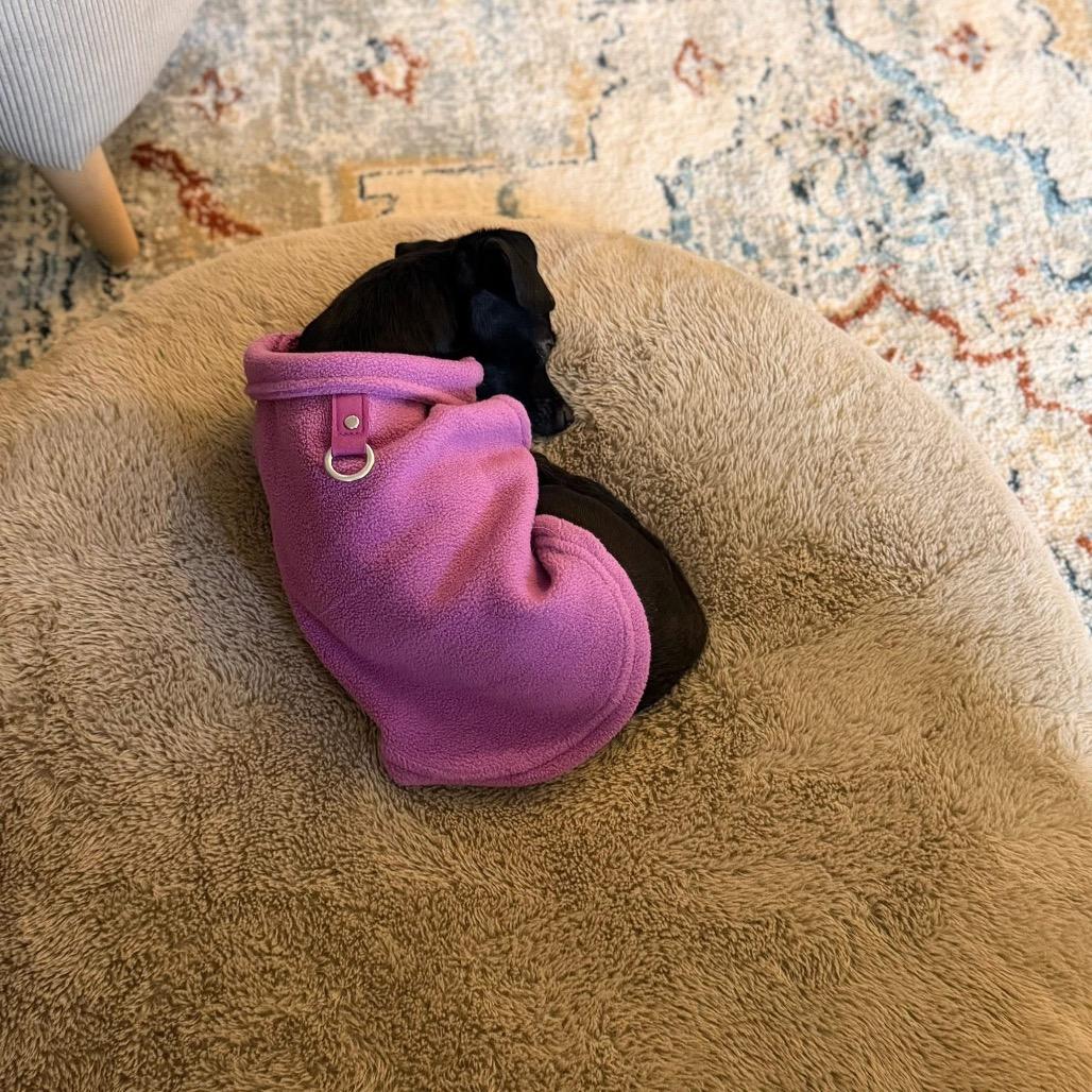 Enlarge Perilita, a Adoptable mixed breed in Fredericksburg, VA image 1/6