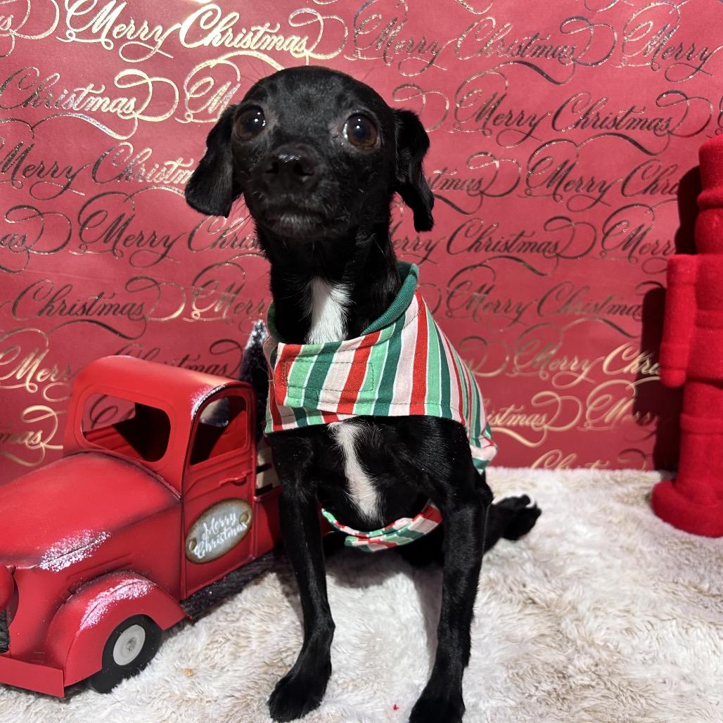 Enlarge Perilita, a Adoptable mixed breed in Fredericksburg, VA image 5/6