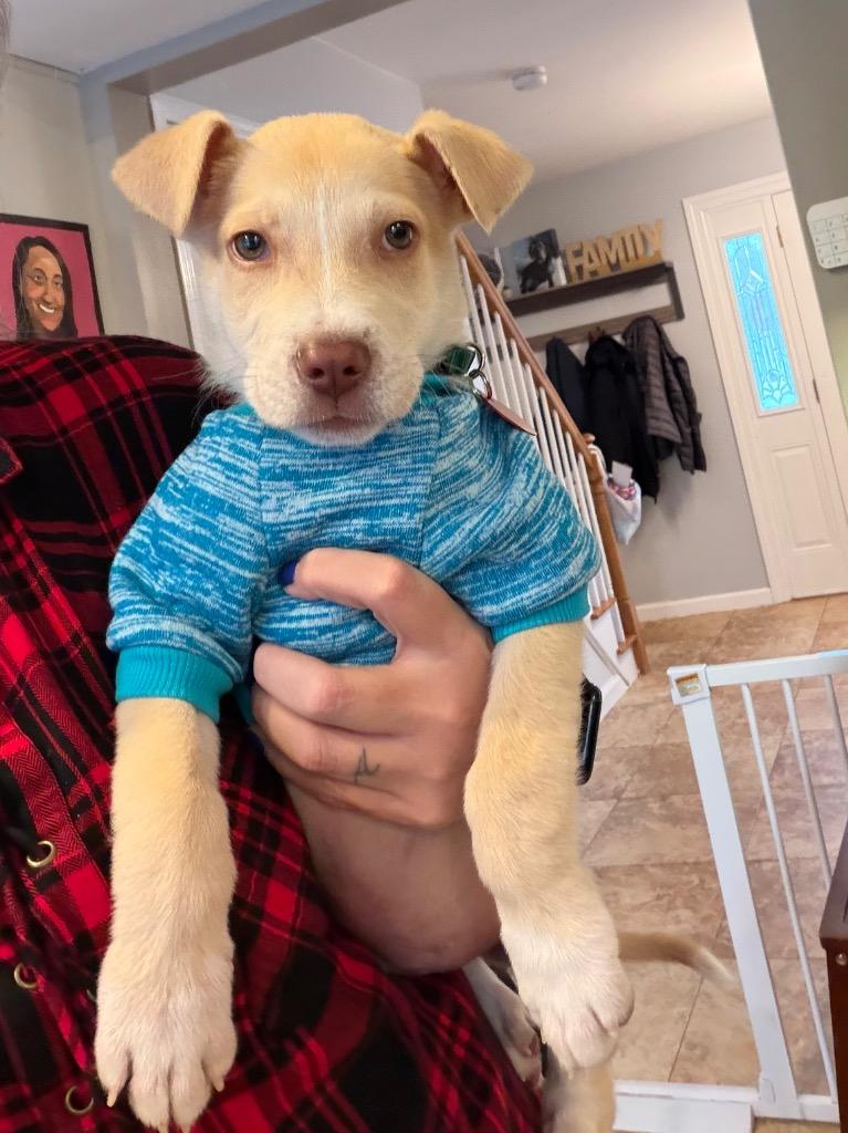 Enlarge Miracle (Mickey), an adopted mixed breed in spring hill, FL image 1/1