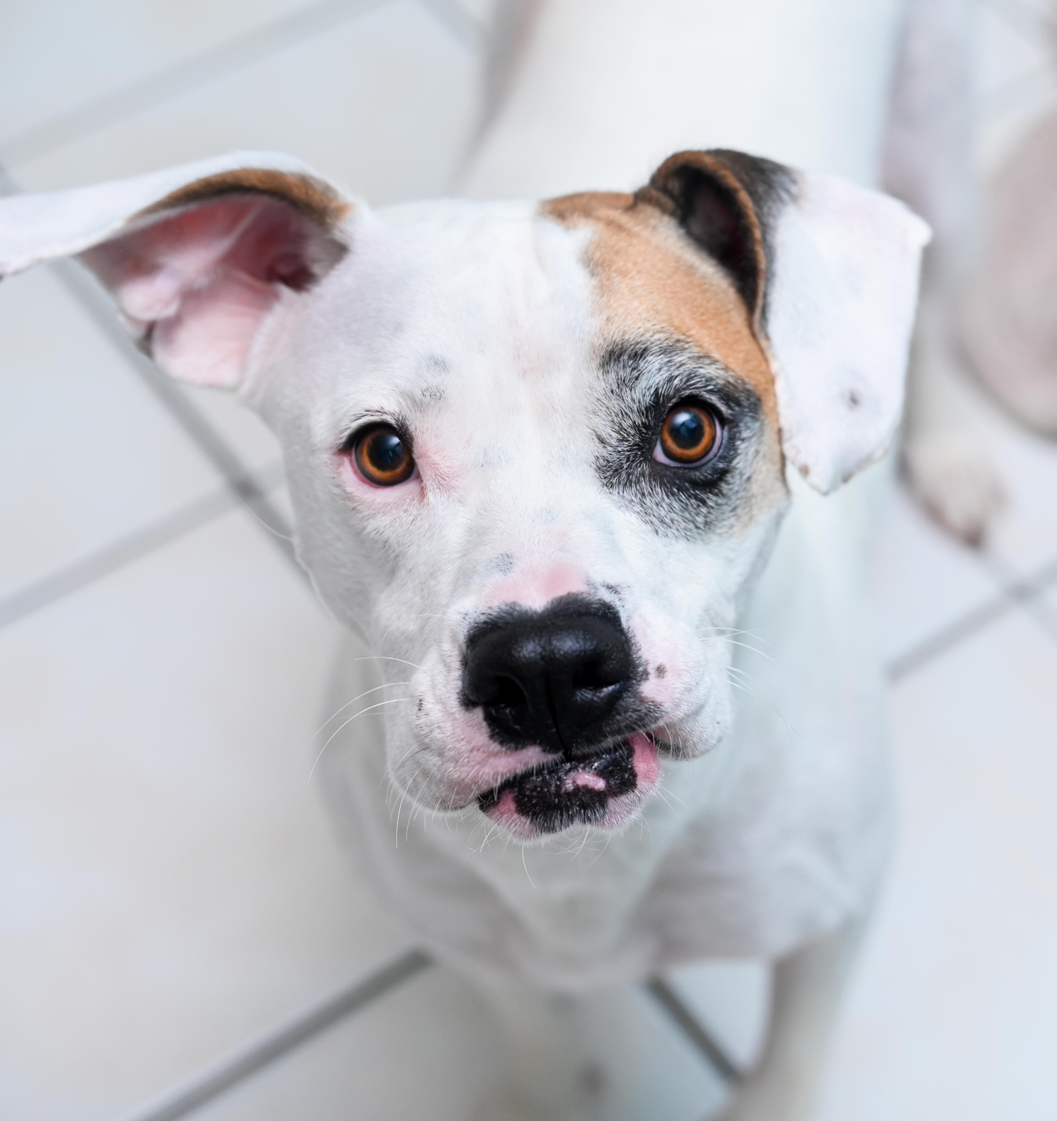 Enlarge Isabelle, a Adoptable mixed breed in Chattanooga, TN image 2/6