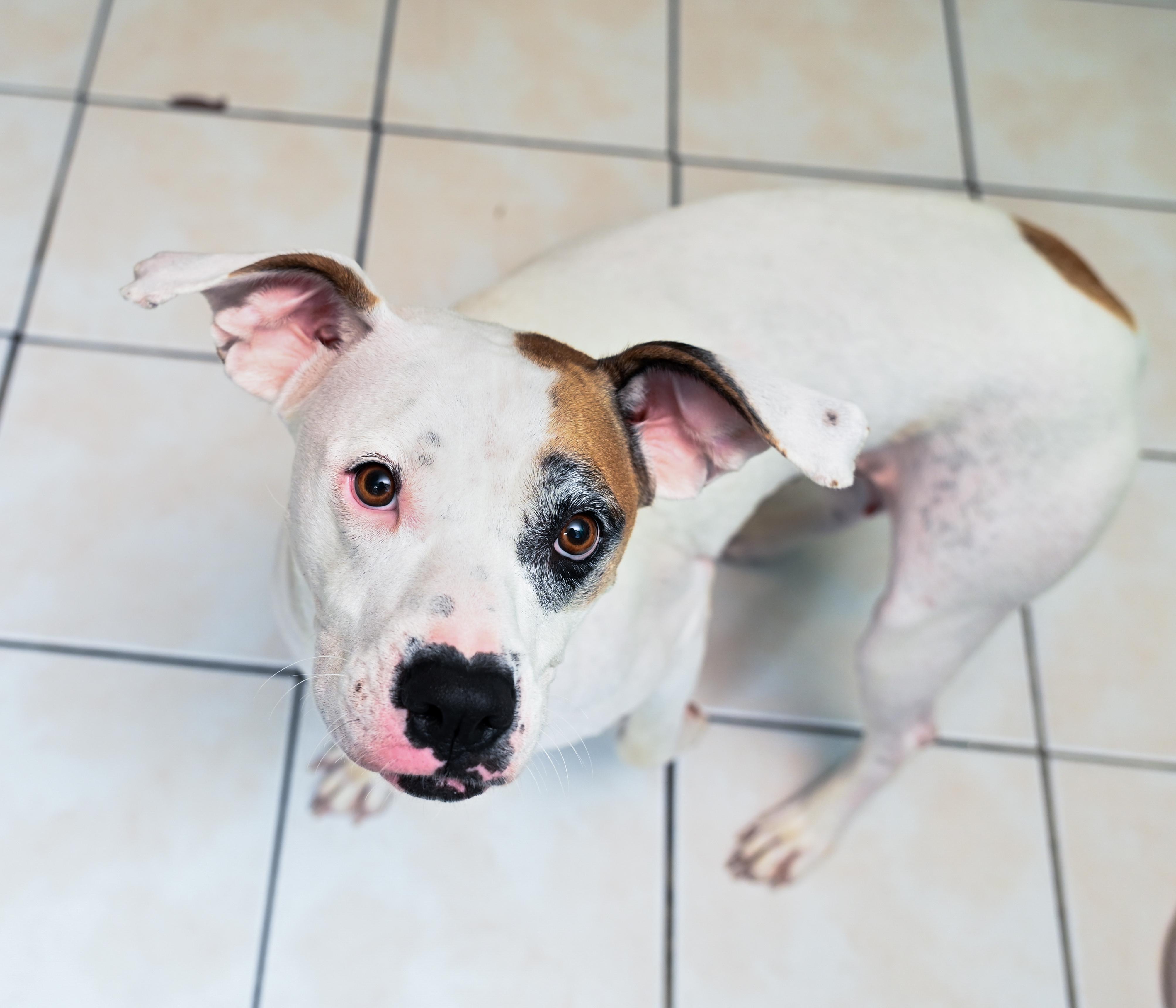 Enlarge Isabelle, a Adoptable mixed breed in Chattanooga, TN image 3/6