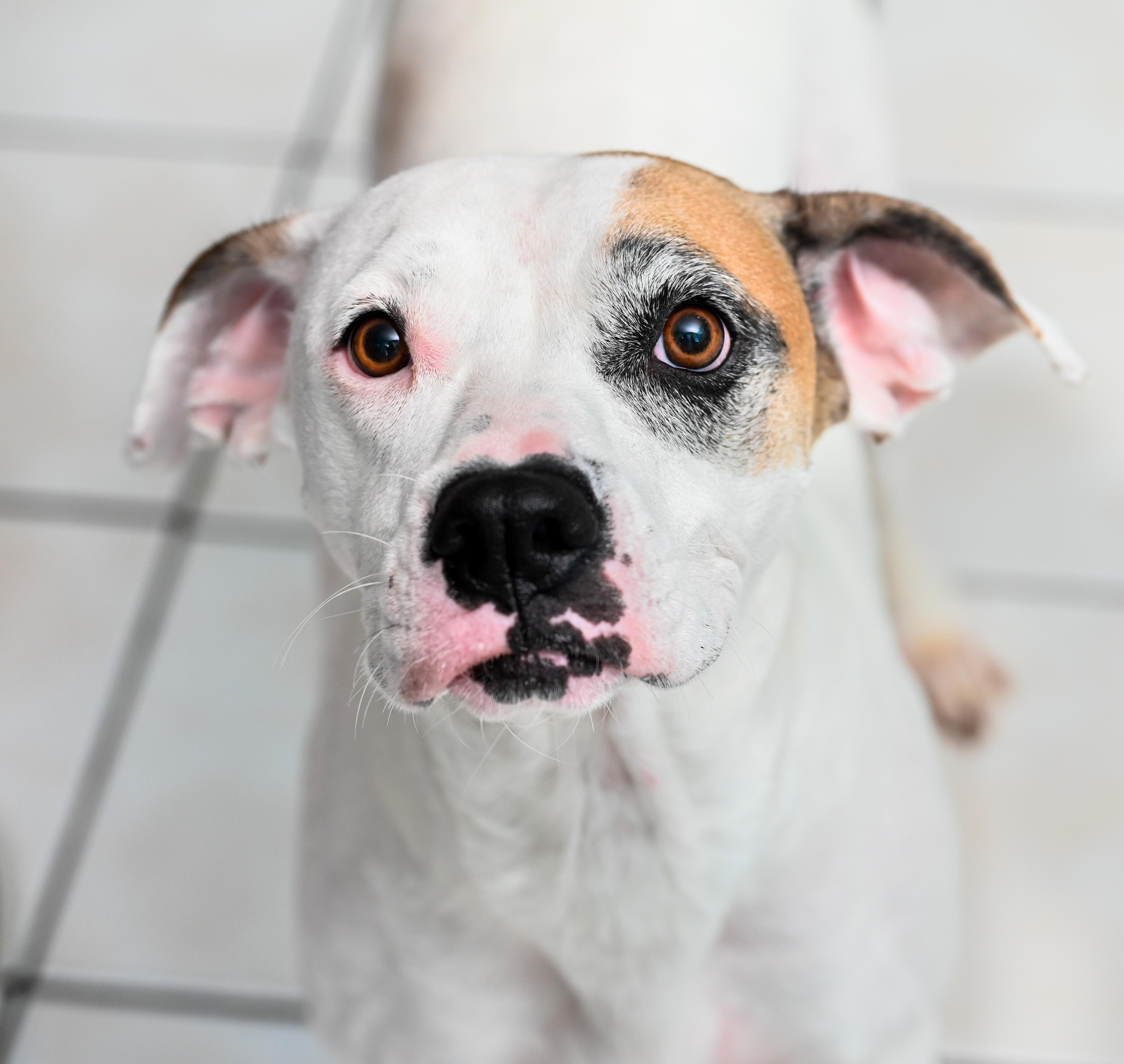 Enlarge Isabelle, a Adoptable mixed breed in Chattanooga, TN image 4/6