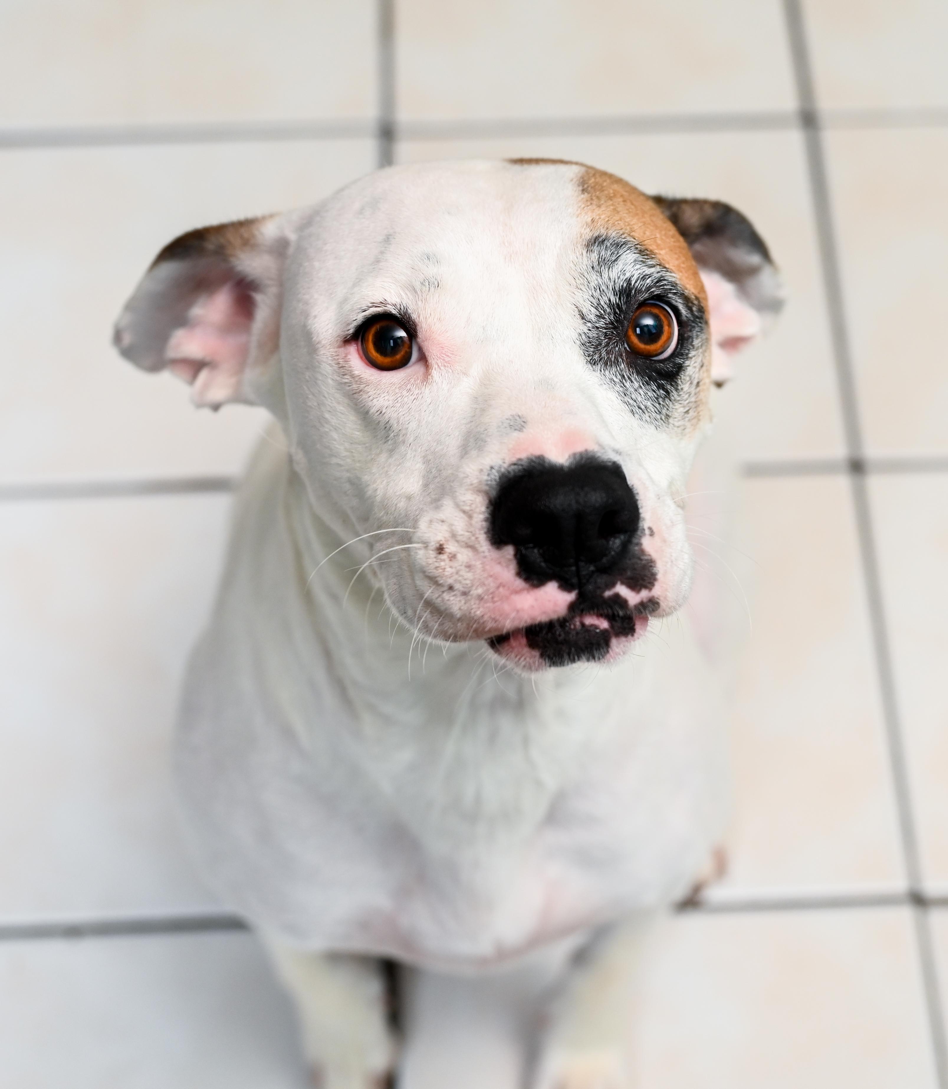 Enlarge Isabelle, a Adoptable mixed breed in Chattanooga, TN image 5/6