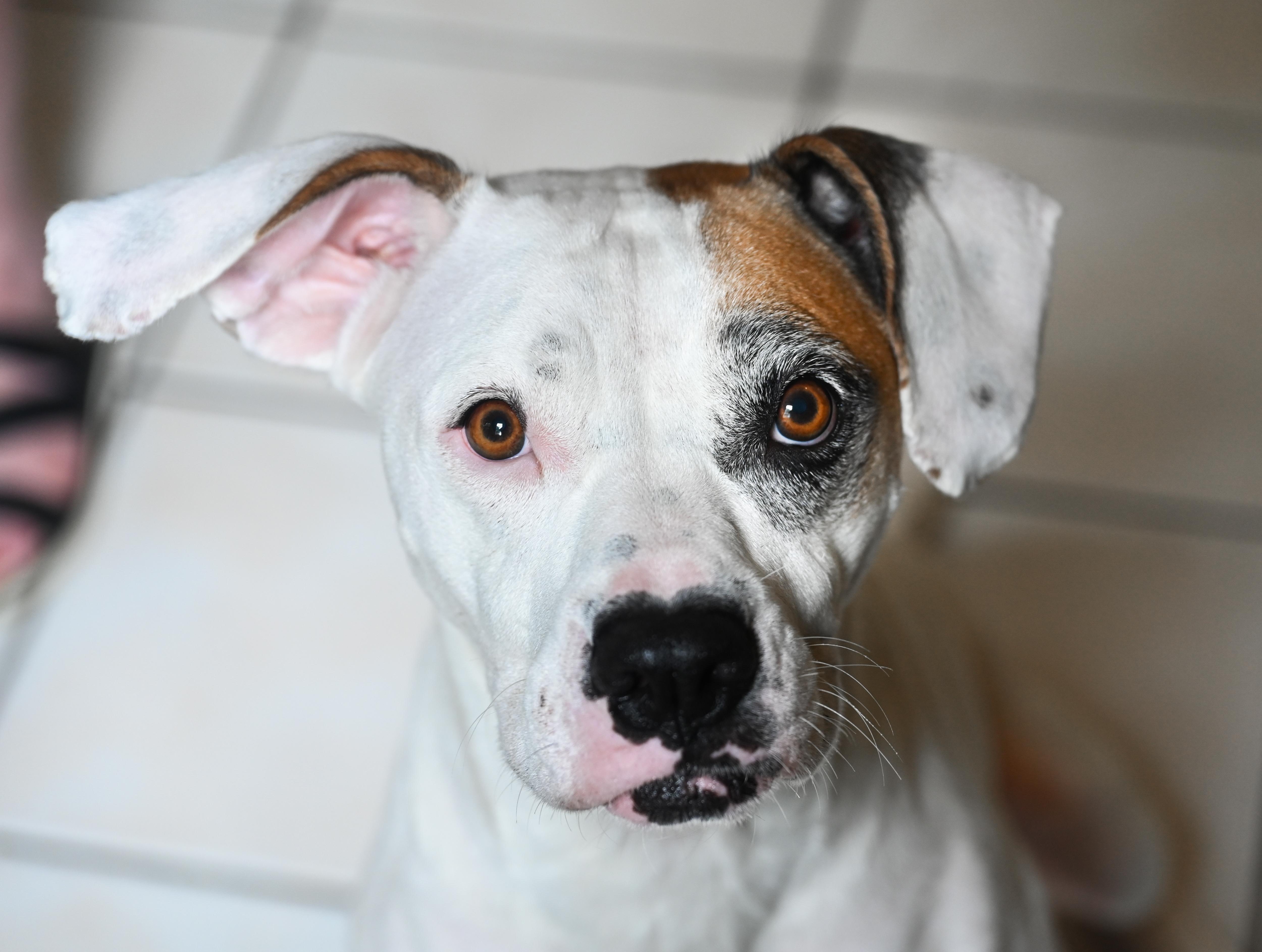 Enlarge Isabelle, a Adoptable mixed breed in Chattanooga, TN image 6/6