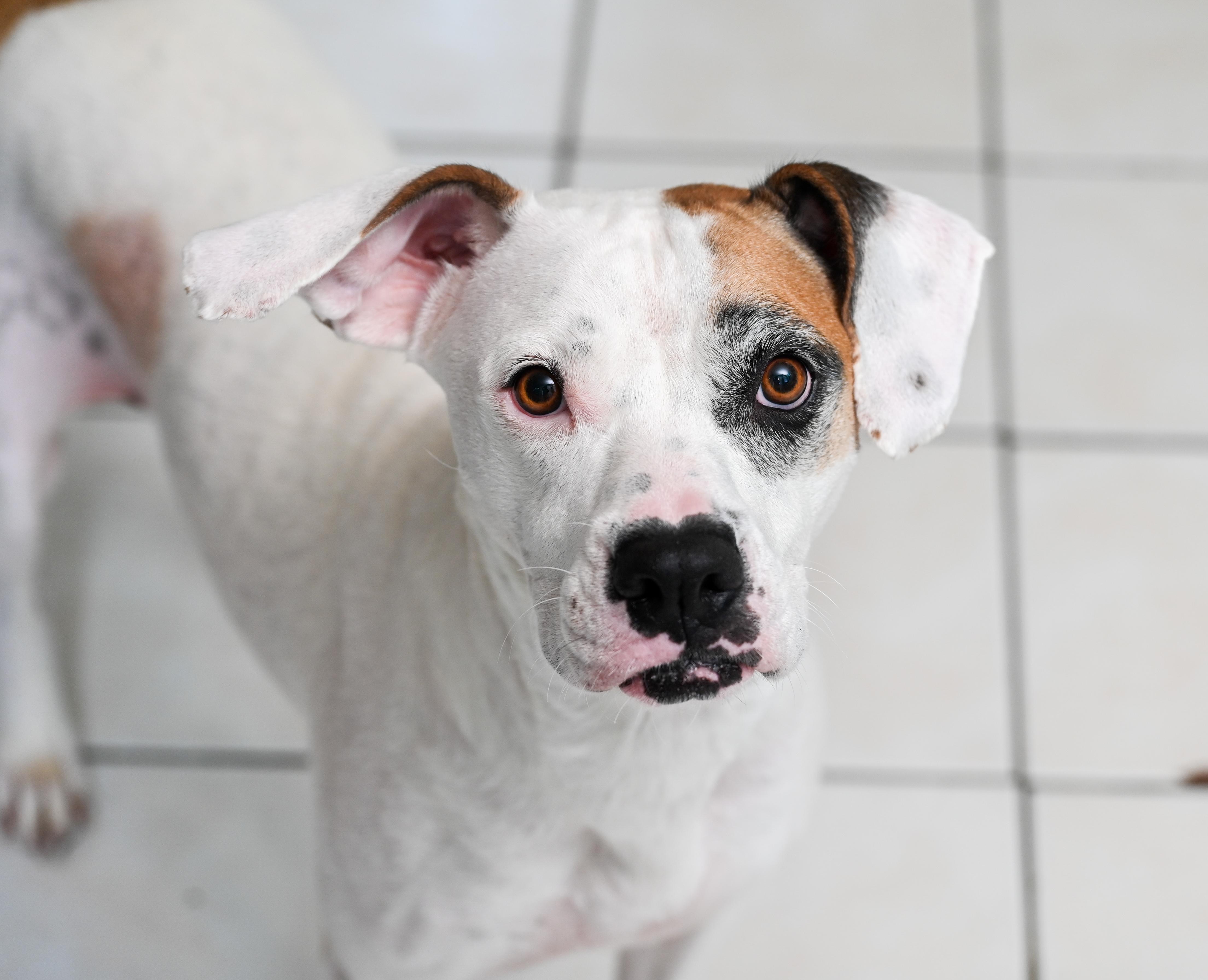 Isabelle, Adoptable, Adult Female Boxer.