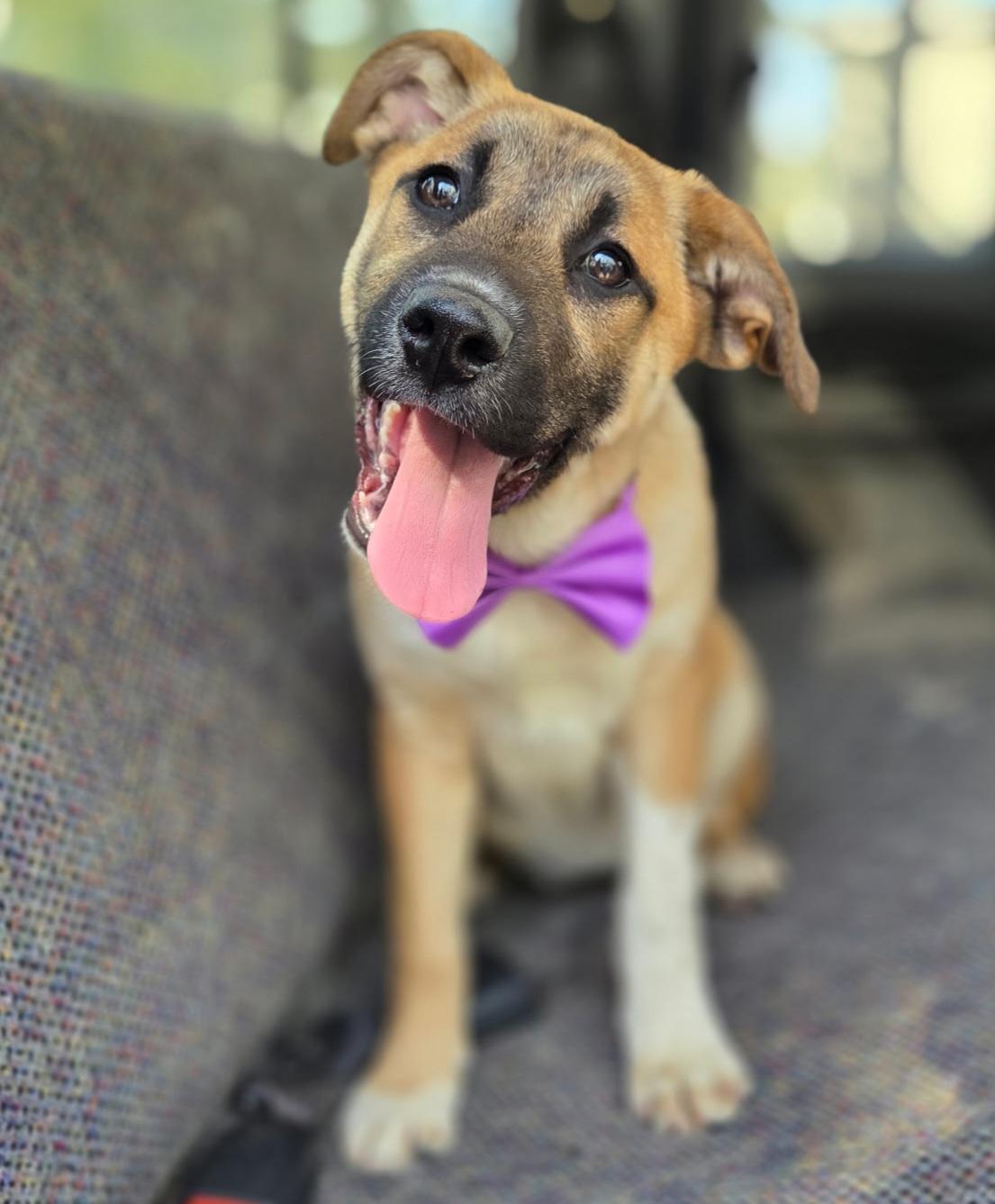 Brownie , Adoptable, Puppy Female Boxer & Mixed Breed.