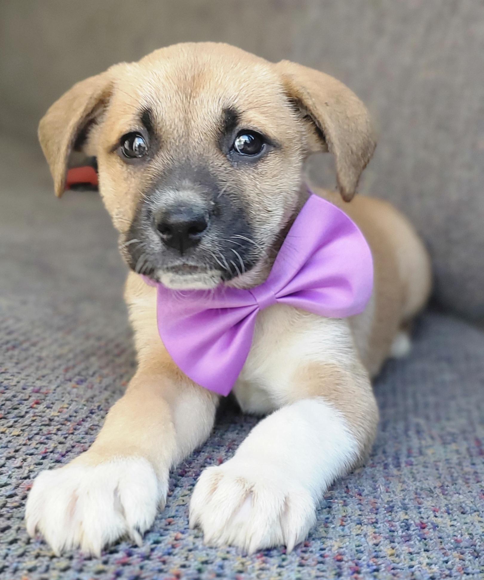 Enlarge Brownie , a Adoptable mixed breed in Gilbert, SC image 4/5