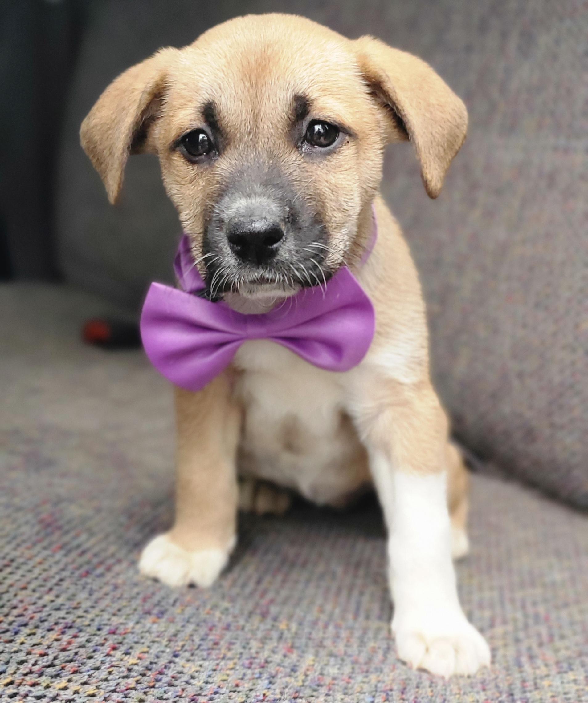 Enlarge Brownie , a Adoptable mixed breed in Gilbert, SC image 5/5