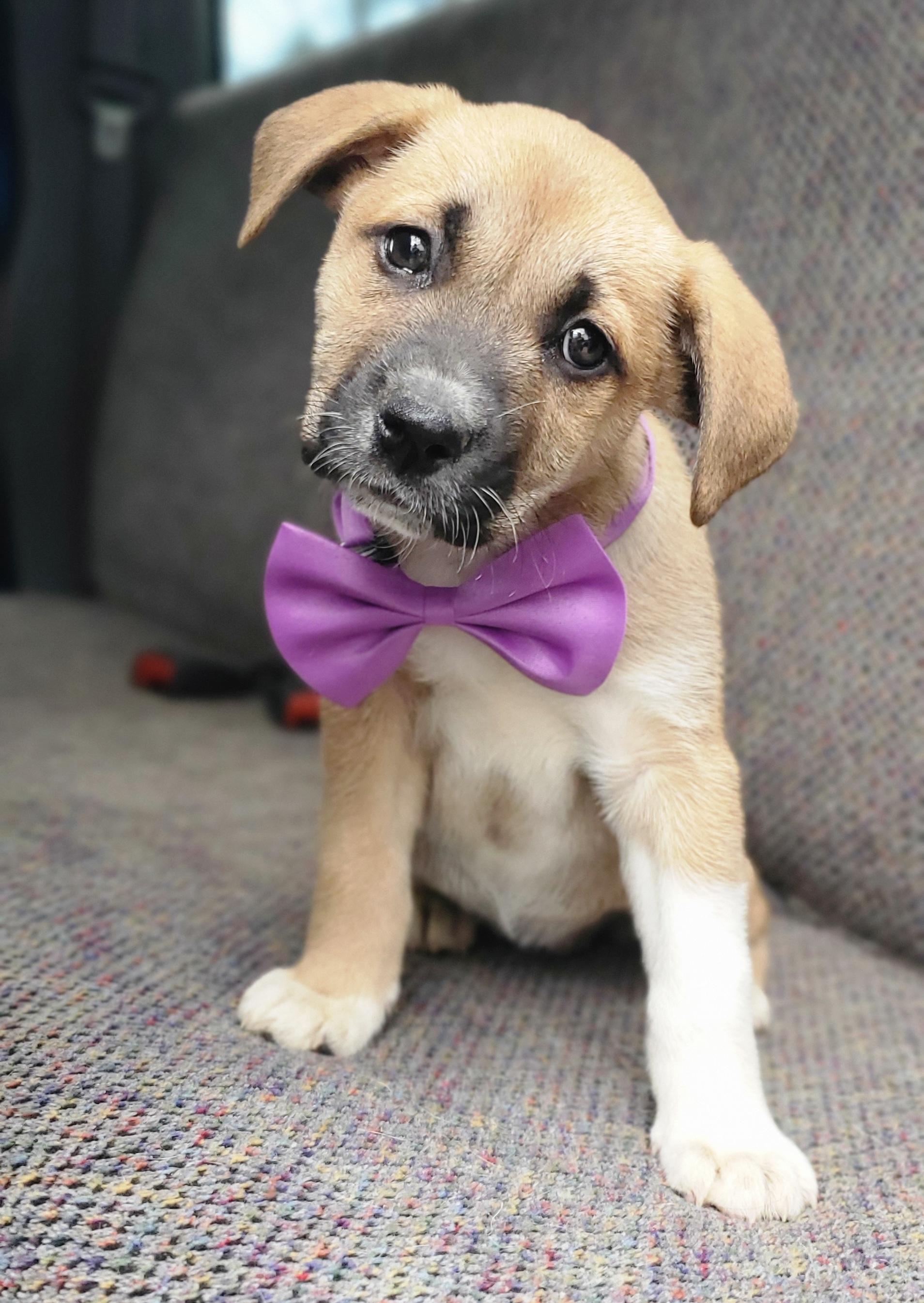 Enlarge Brownie , a Adoptable mixed breed in Gilbert, SC image 1/5