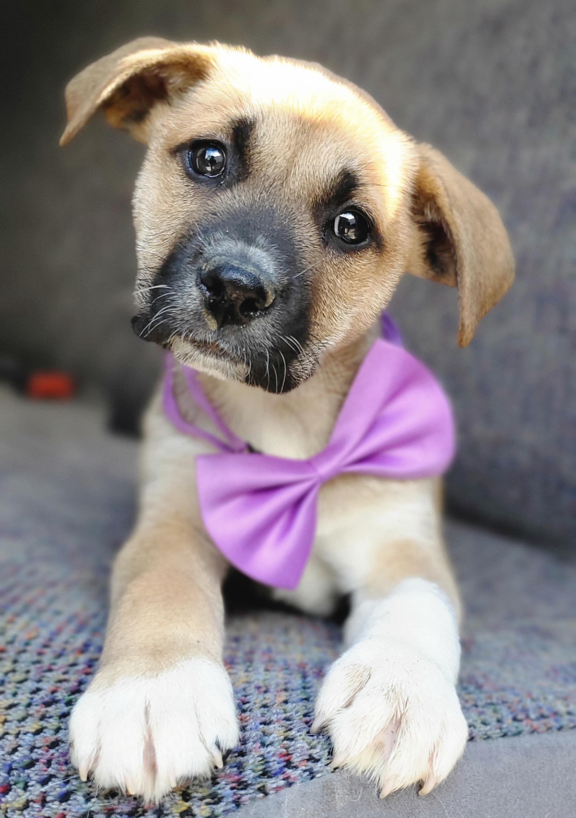 Brownie , Adoptable, Puppy Female Boxer & Mixed Breed.