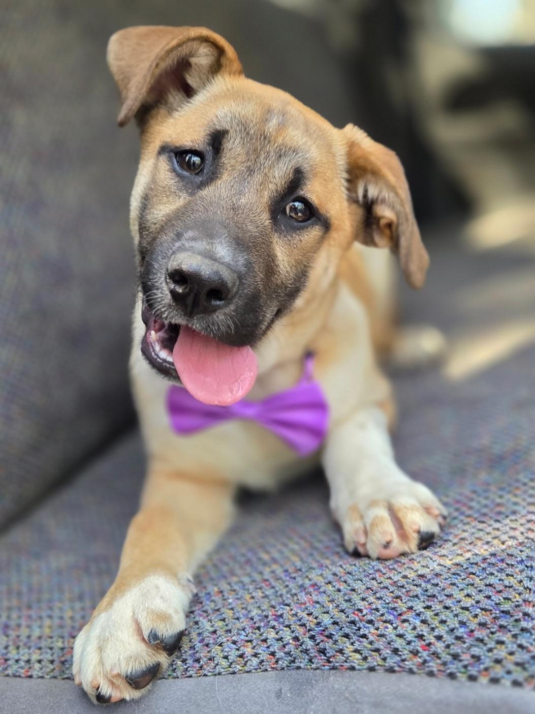 Enlarge Brownie , a Adoptable mixed breed in Gilbert, SC image 5/6