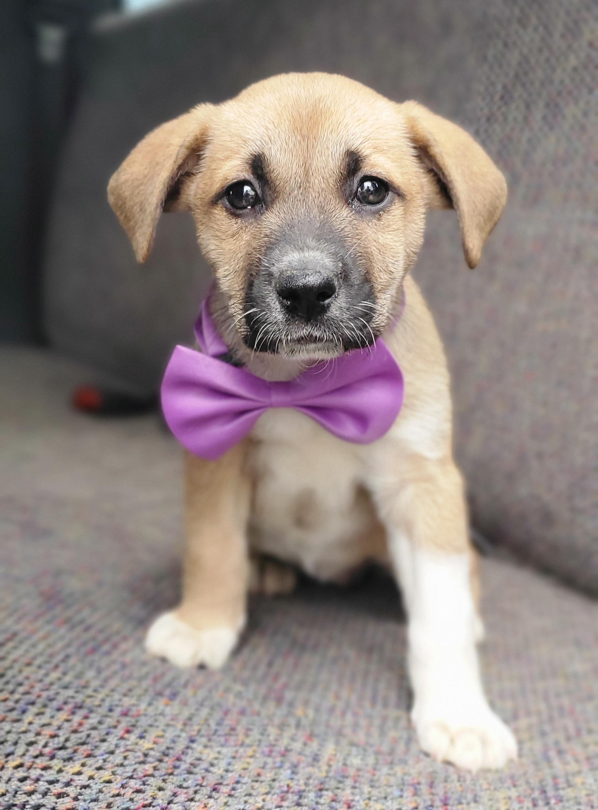 Enlarge Brownie , a Adoptable mixed breed in Gilbert, SC image 2/5