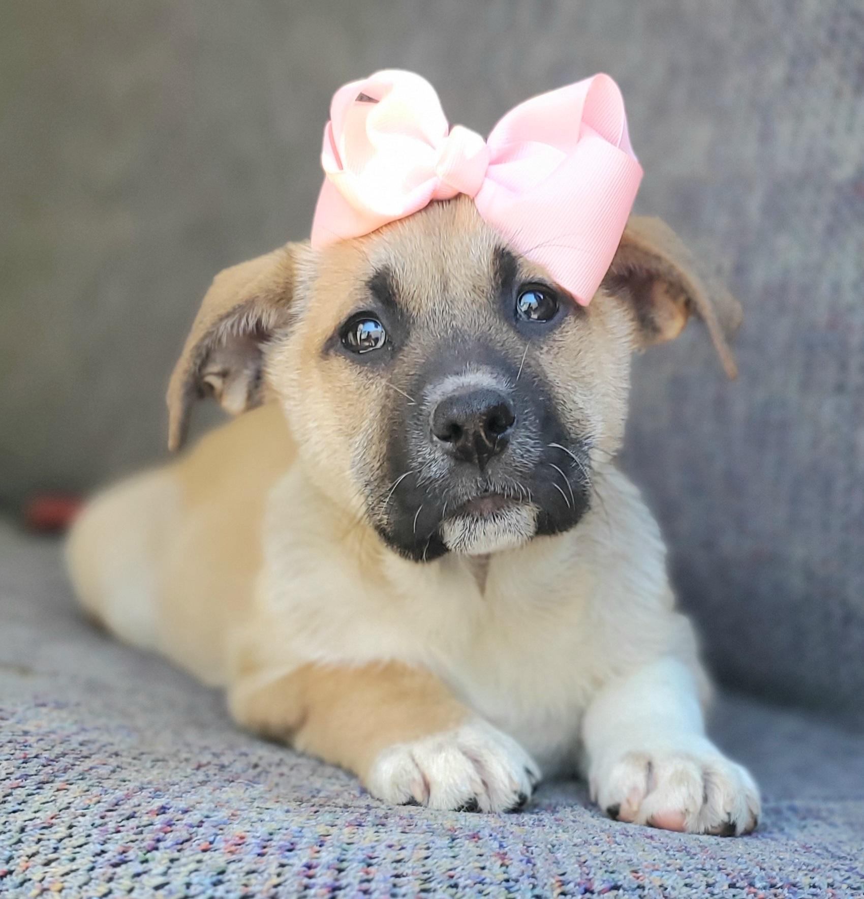 Enlarge Brownie , a Adoptable mixed breed in Gilbert, SC image 2/6