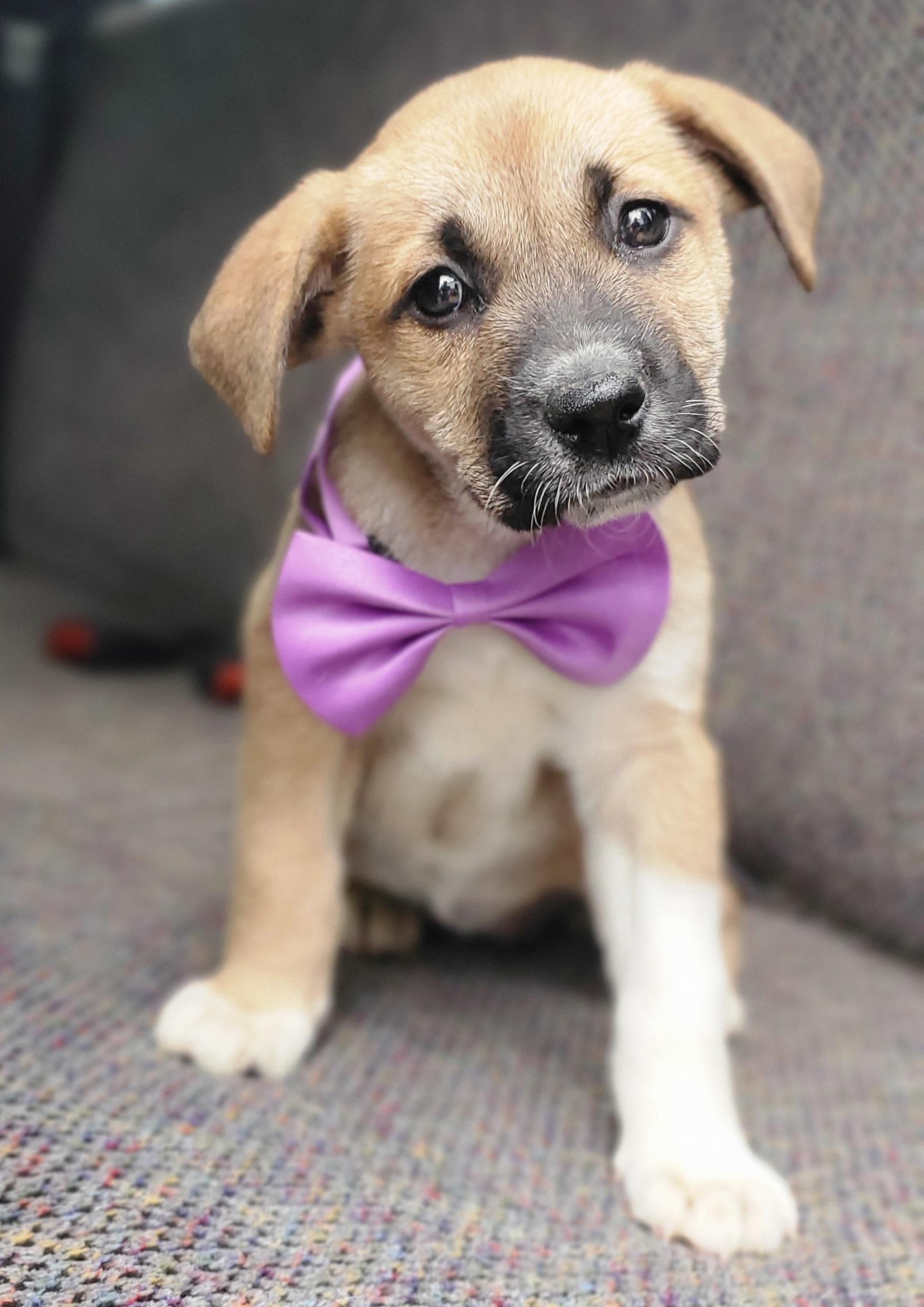 Enlarge Brownie , a Adoptable mixed breed in Gilbert, SC image 3/6