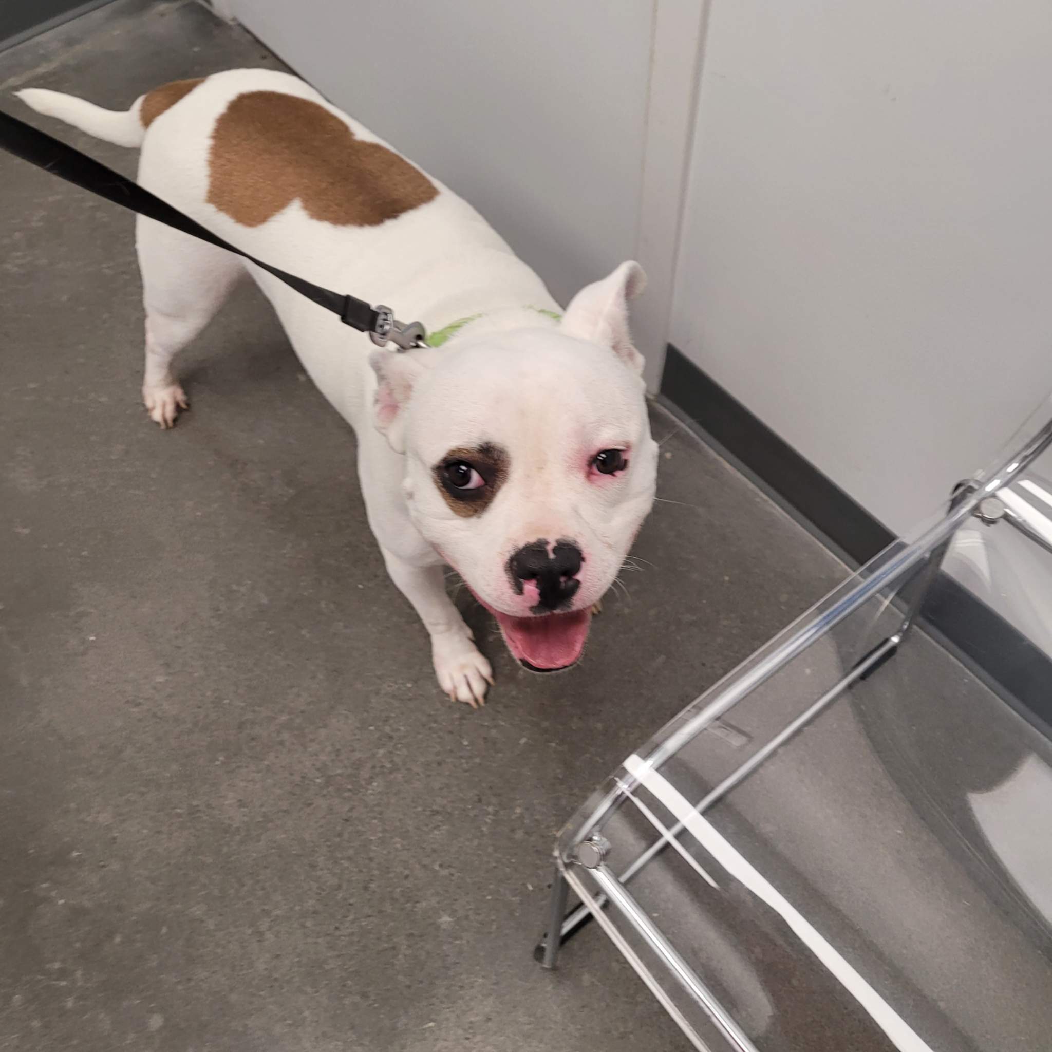 Peanut, a Adoptable mixed breed image 1/10