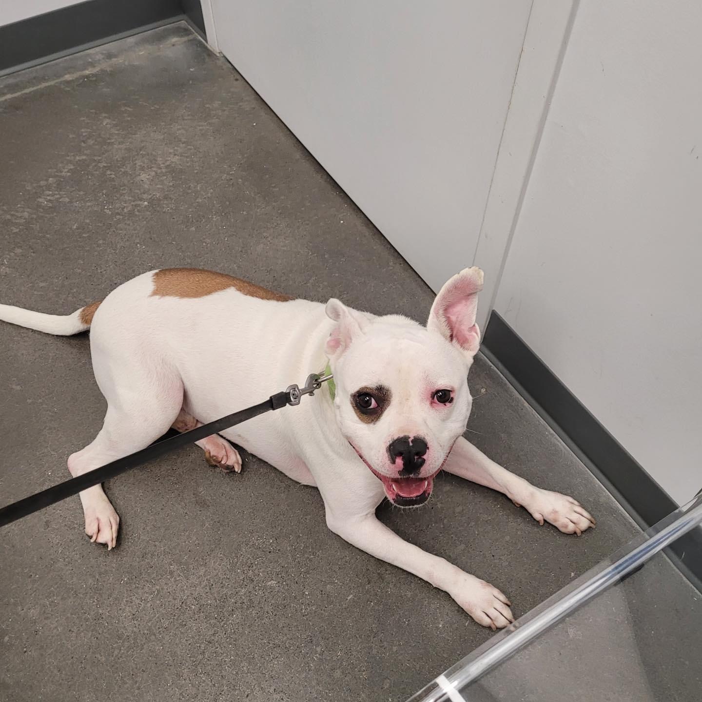 Peanut, a Adoptable mixed breed image 2/10