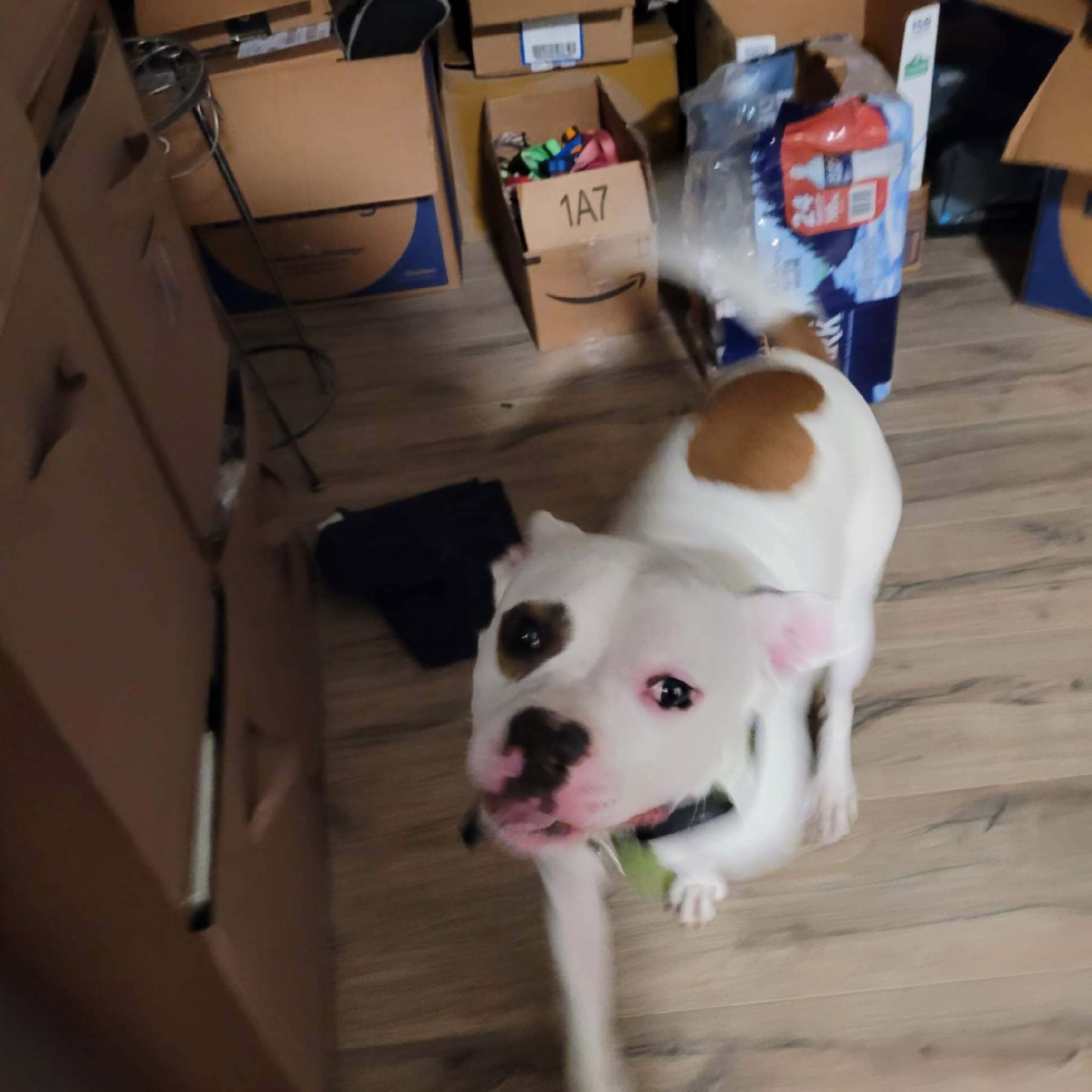 Peanut, a Adoptable mixed breed image 4/10