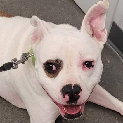 Peanut, a Adoptable mixed breed image 5/10