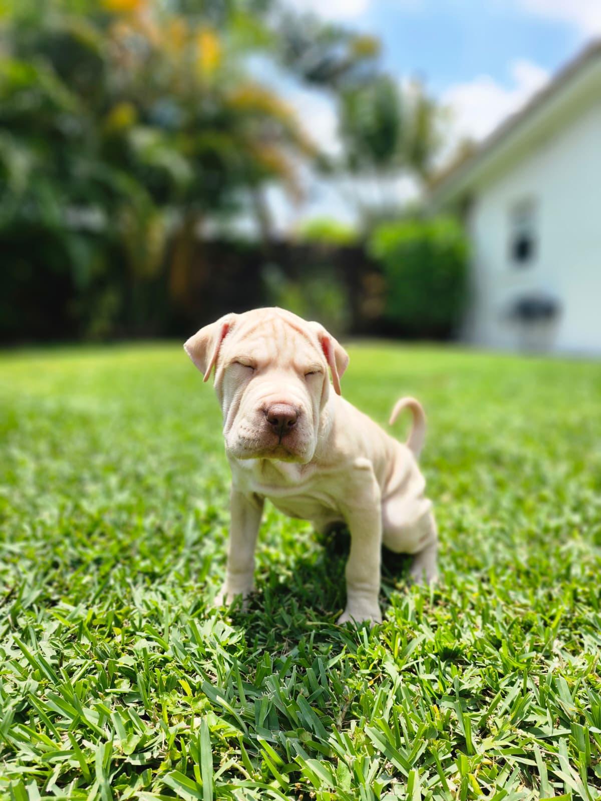 Rey, a Adoptable mixed breed in Melbourne , FL image 3/3