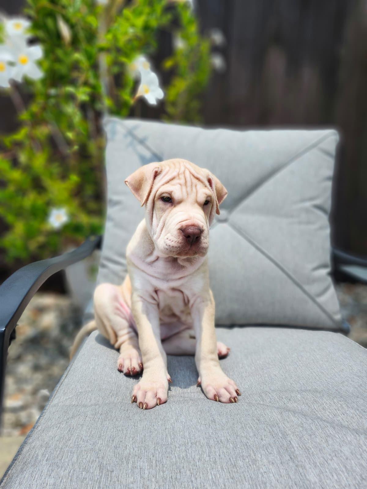 Rey, a Adoptable mixed breed in Melbourne , FL image 2/3