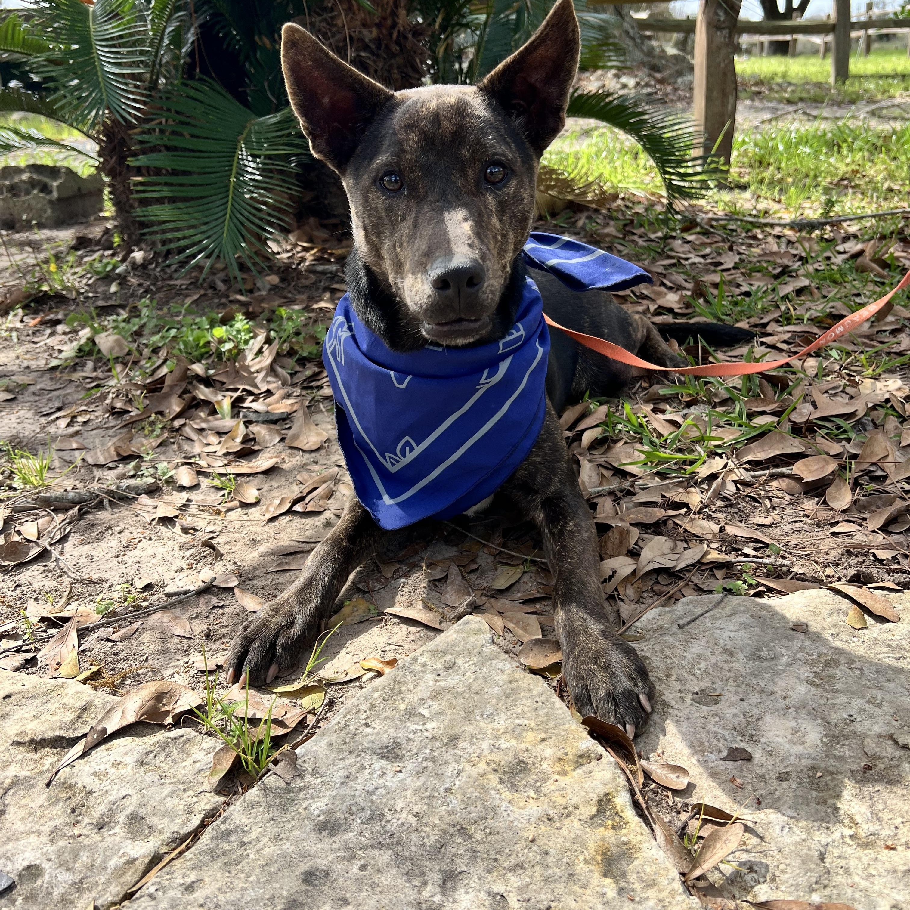 Enlarge Nibbles, an adopted mixed breed in Ontario, OR image 1/2