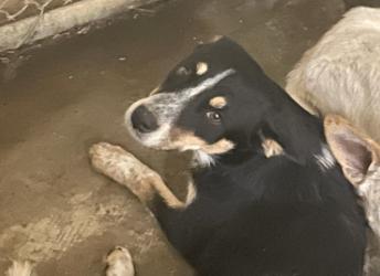 Lee, an adoptable Australian Cattle Dog / Blue Heeler in Portales, NM, 88130 | Photo Image 1