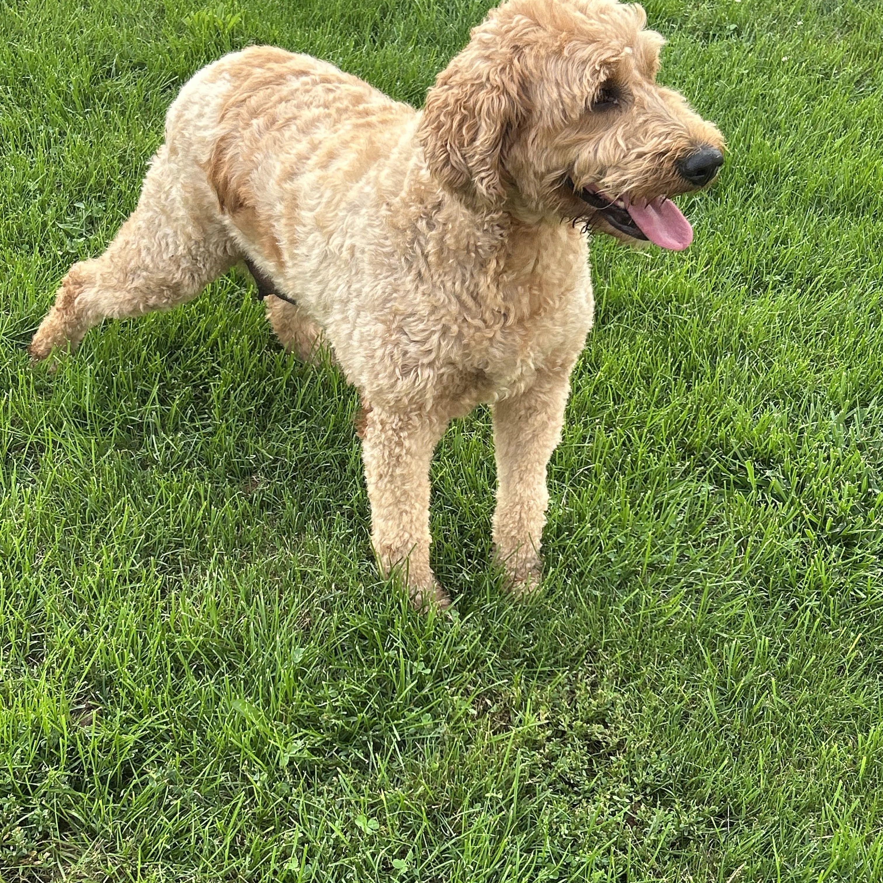 Bess 76 lbs, a Adoptable Goldendoodle in Maumee , OH image 3/5