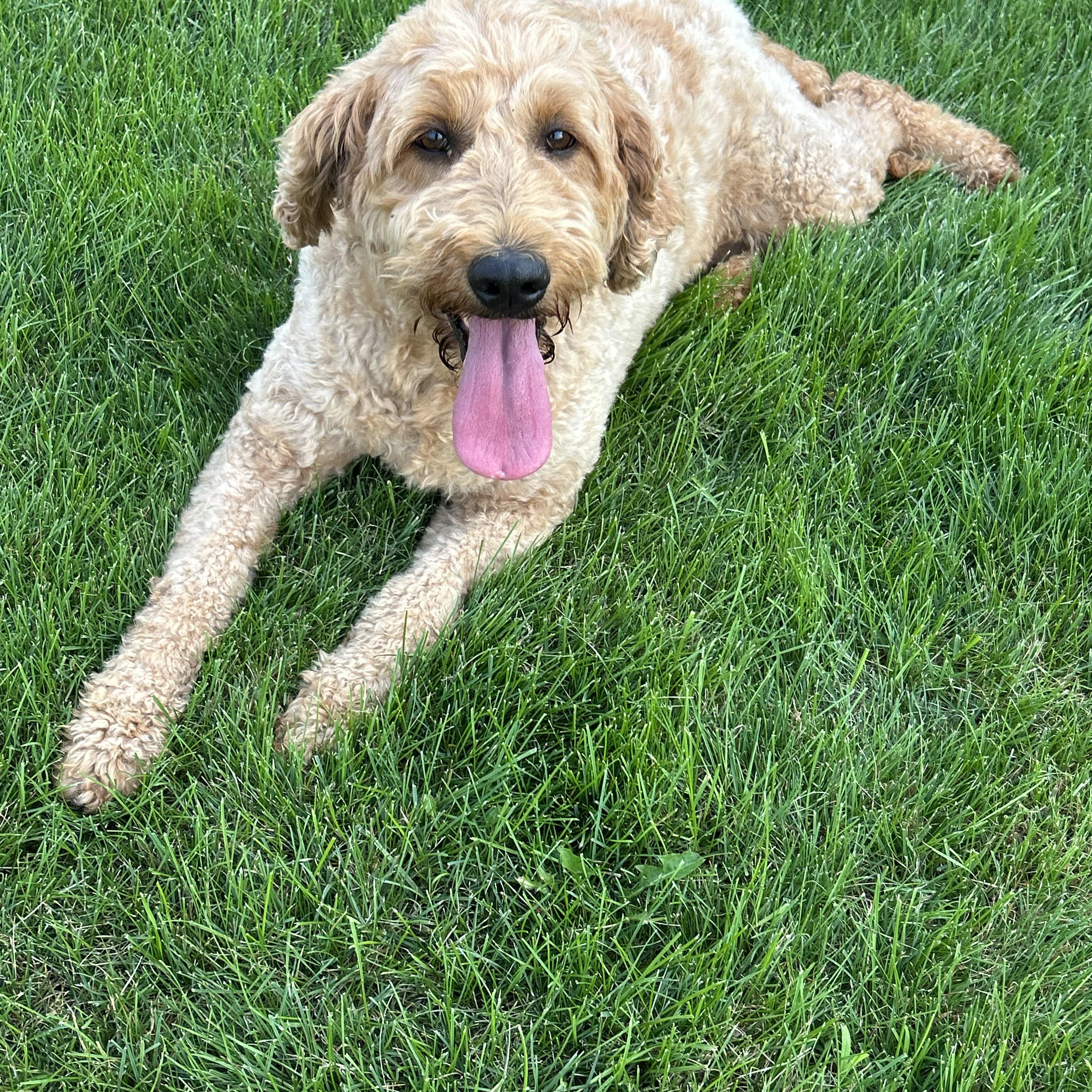 Bess 76 lbs, Adoptable, Adult Female Goldendoodle.
