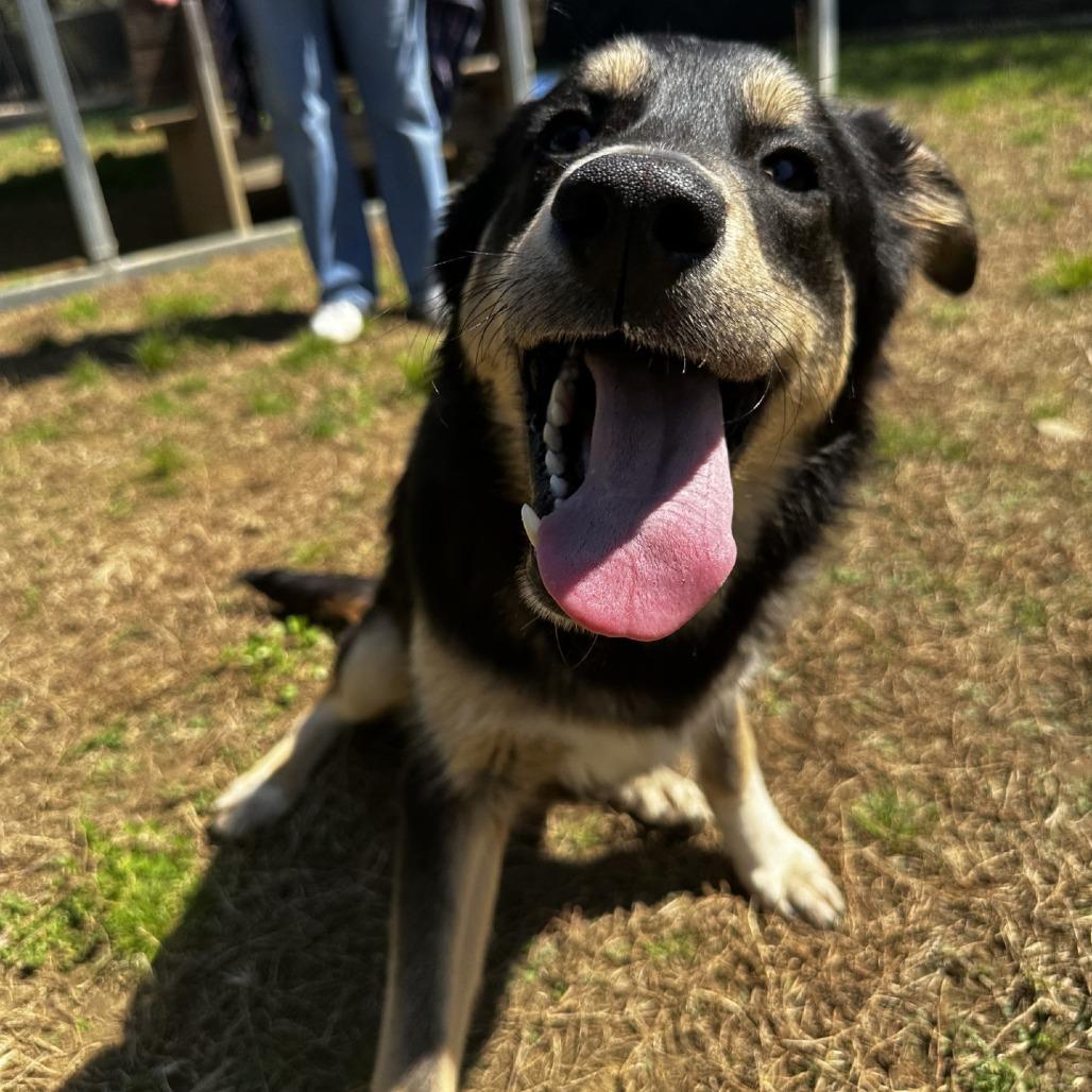 Cappuccino, a Adoptable Shepherd in Blue Ridge, GA image 1/4