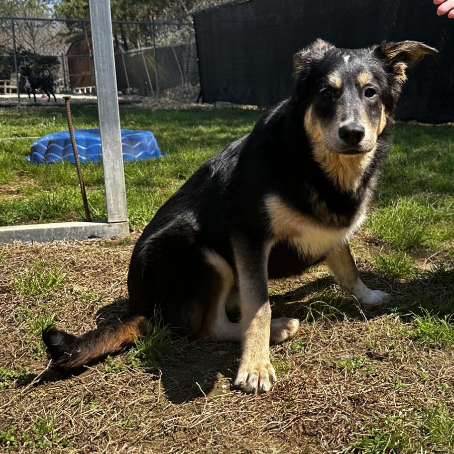 Cappuccino, a Adoptable Shepherd in Blue Ridge, GA image 2/4