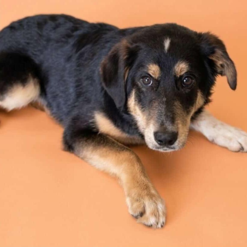 Cappuccino, a Adoptable Shepherd in Blue Ridge, GA image 3/4