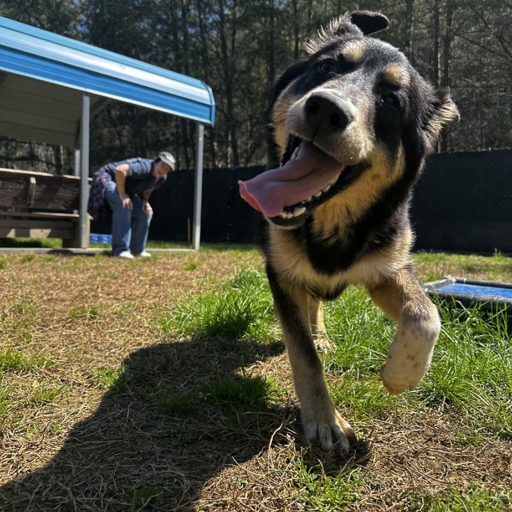 Cappuccino, a Adoptable Shepherd in Blue Ridge, GA image 4/4