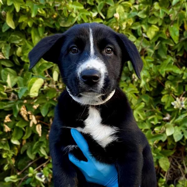 Camassia, Adoptable, Puppy Female Siberian Husky.