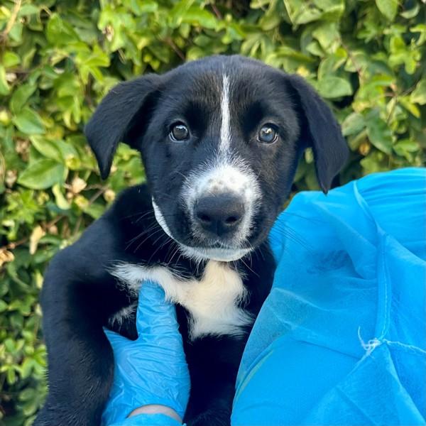 Enlarge Camassia, a Adoptable mixed breed in Walnut Creek, CA image 2/2