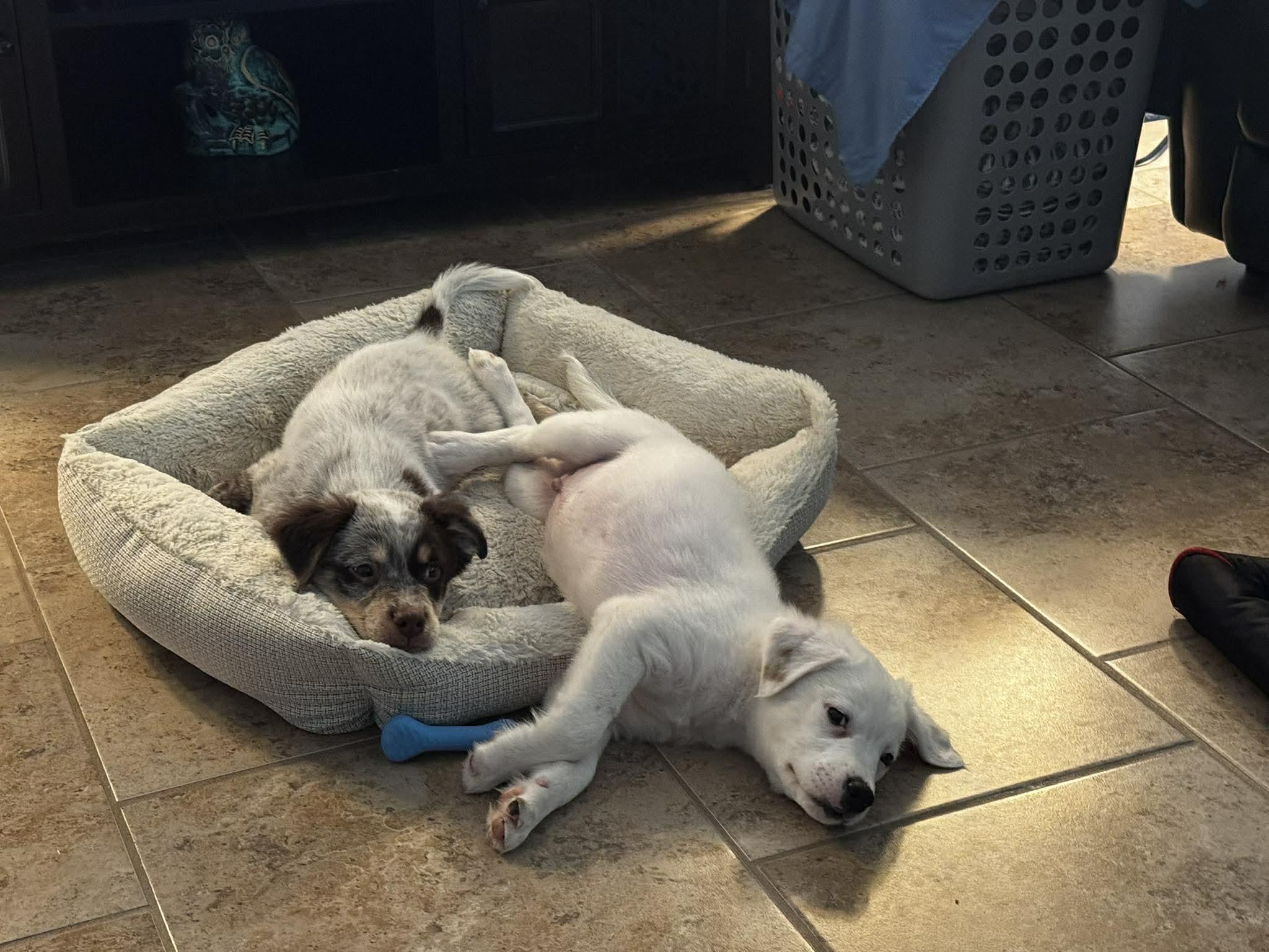 Jack — thumbnail 2