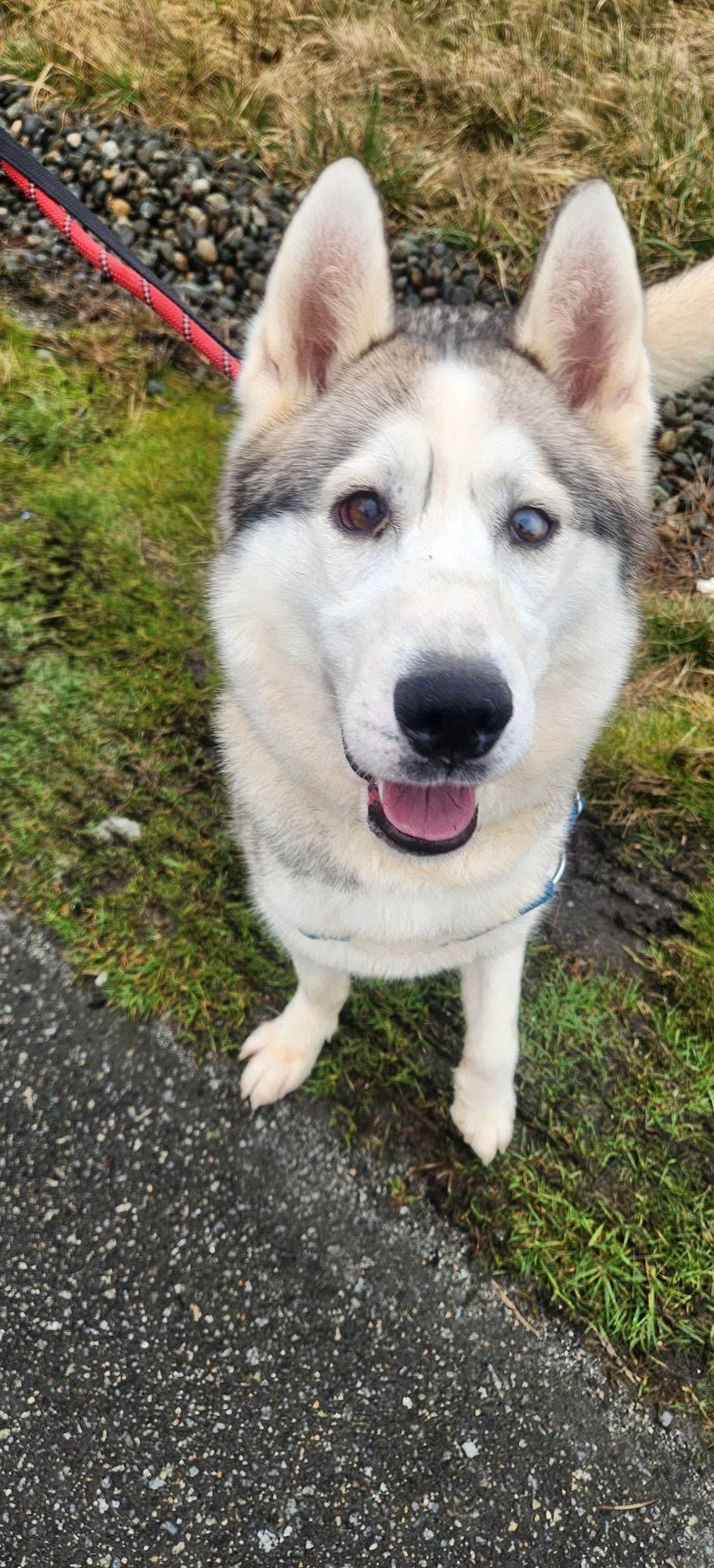 Enlarge Snow Bunny, a ADOPTABLE Siberian Husky in Burnaby, BC image 2/4