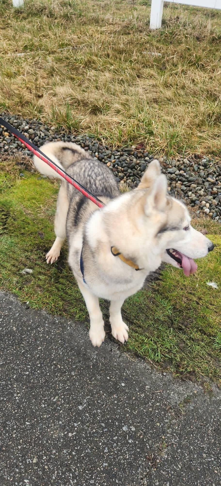 Enlarge Snow Bunny, a ADOPTABLE Siberian Husky in Burnaby, BC image 4/4