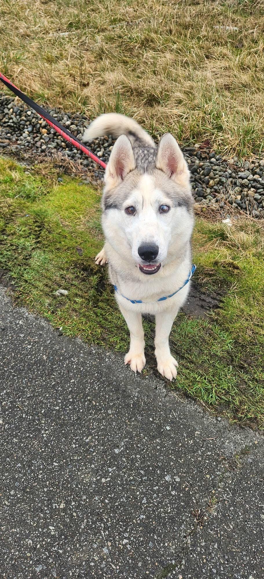 Enlarge Snow Bunny, a ADOPTABLE Siberian Husky in Burnaby, BC image 1/4