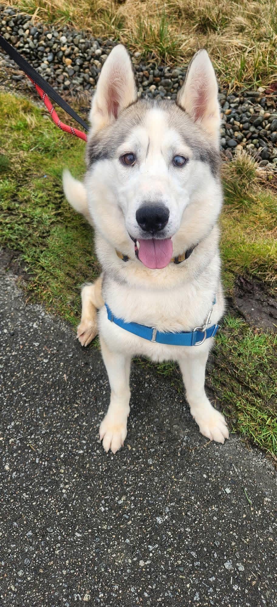 Enlarge Snow Bunny, a ADOPTABLE Siberian Husky in Burnaby, BC image 3/4