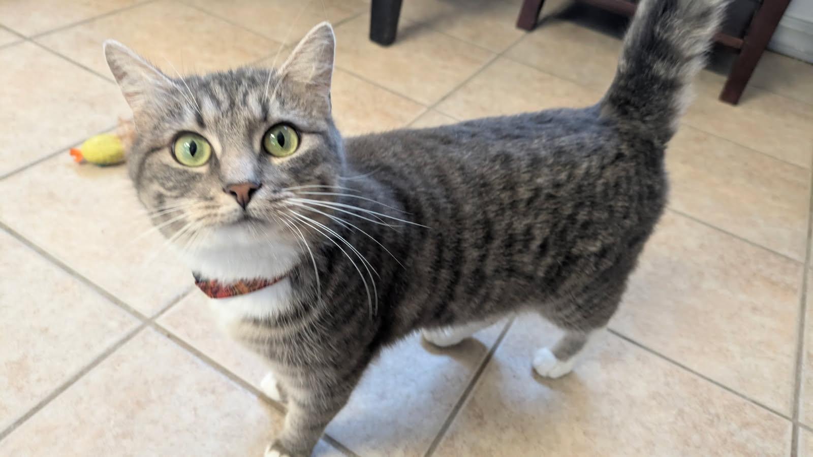 Macy and Dorian, an adopted mixed breed in Eureka, CA image 4/4