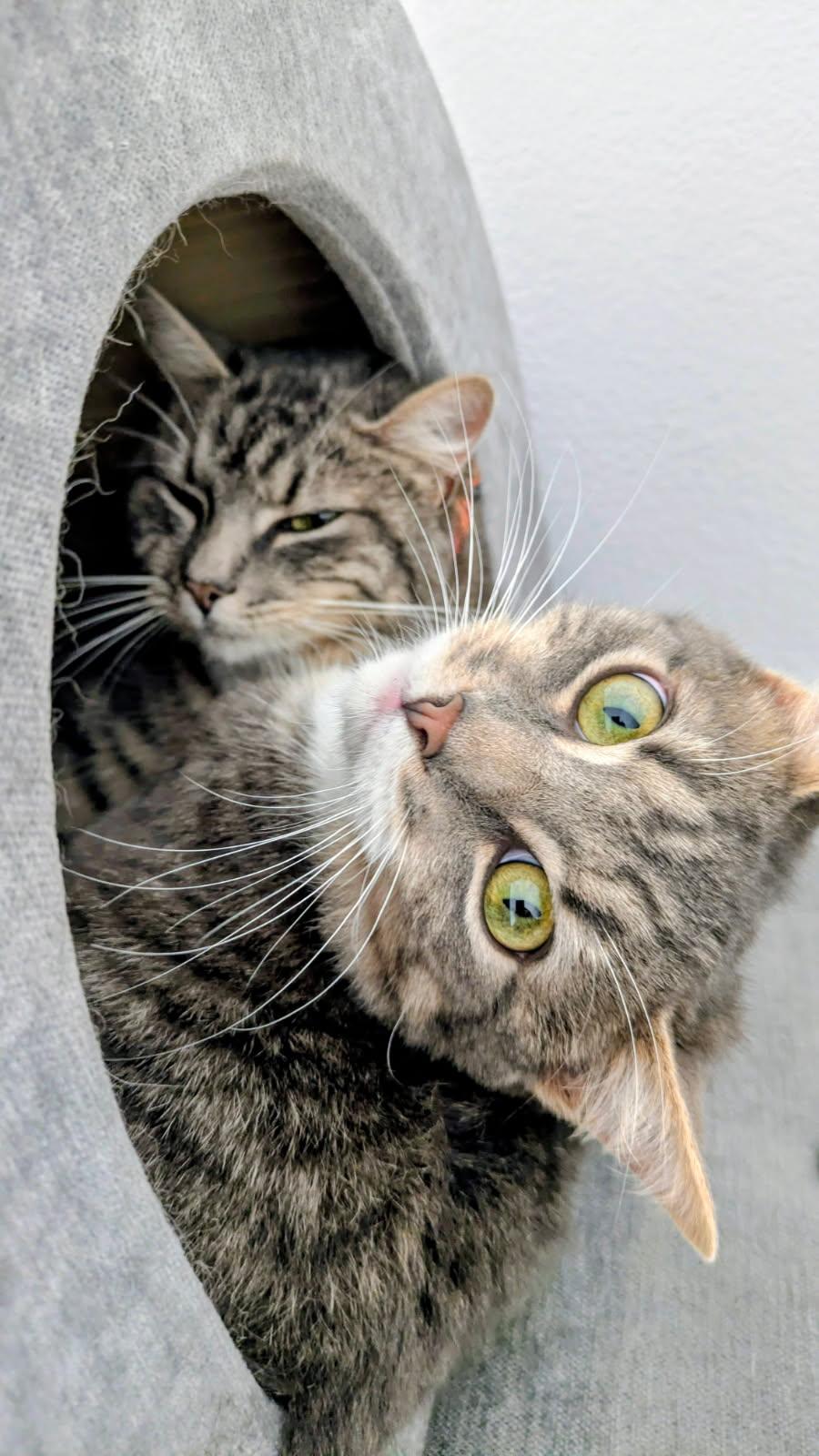 Macy and Dorian, an adopted mixed breed in Eureka, CA image 2/4