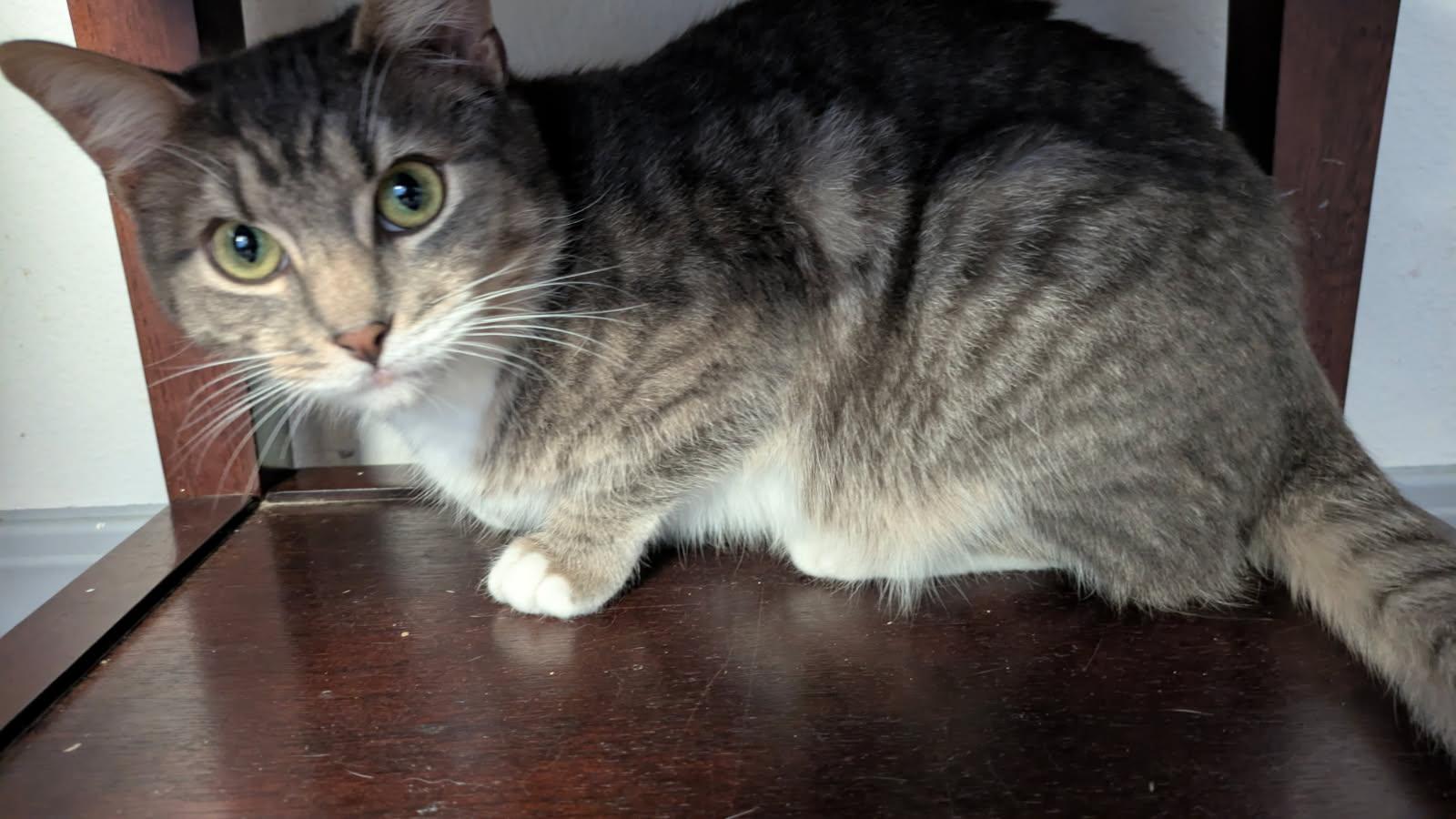 Macy and Dorian, an adopted mixed breed in Eureka, CA image 3/4