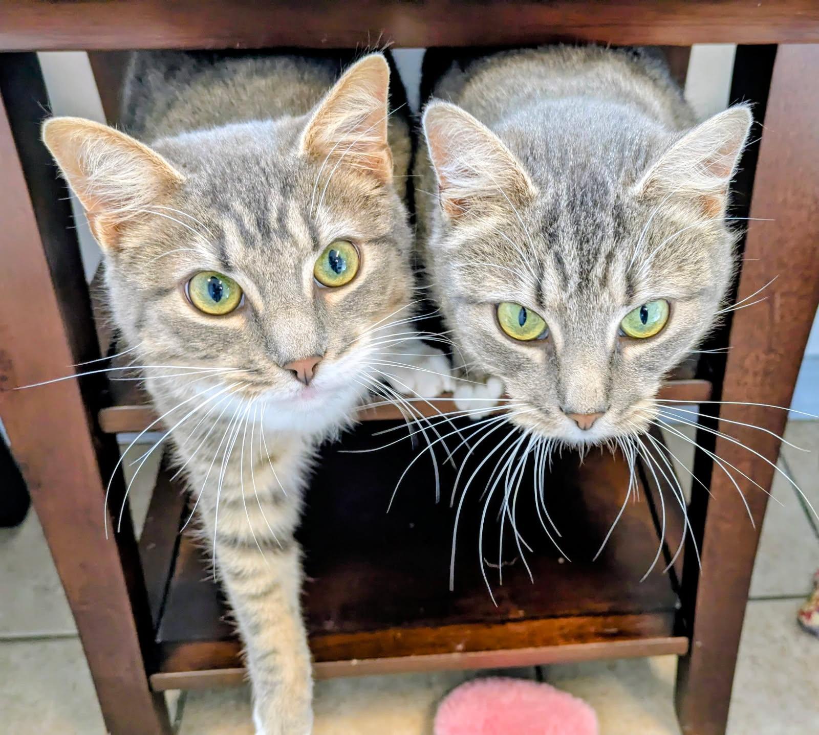 Macy and Dorian, an adopted mixed breed in Eureka, CA image 1/4