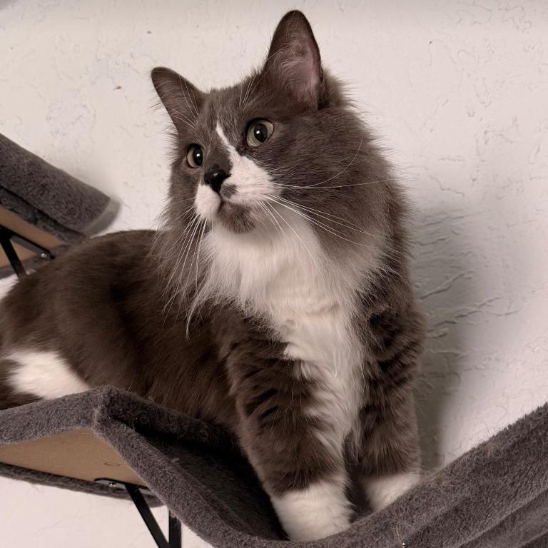 Hex, Adoptable, Adult Male Domestic Long Hair.